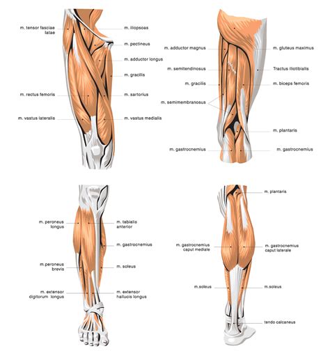 Human muscle system, the muscles of the human body that work the skeletal system, that are under voluntary control, and that are concerned with movement, posture, and balance. G4 Physiotherapy & Fitness » Quadriceps Muscle Stretch ...