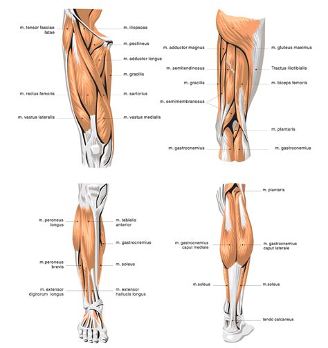 Healthy muscular structure and bones. G4 Physiotherapy & Fitness » Quadriceps Muscle Stretch ...