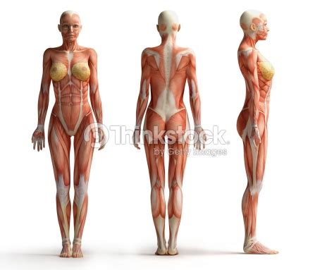 We examine 68 different rashes, including images and links to more detailed information. Female Anatomy View Stock Photo | Thinkstock