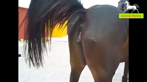 Aug 30, 2019 · fun animals posted a video to playlist funny animals mating. World Wildlife - Horse species mating season 1 | Wonderful ...