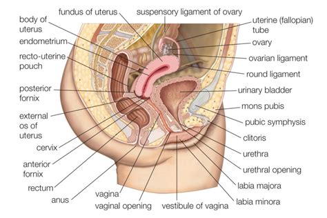 The female reproductive system includes the ovaries, fallopian tubes, uterus, vagina, vulva, mammary glands and breasts. Internal Female Organs Diagram . Internal Female Organs ...