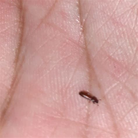 We were impressed with the work that handcrafted movement put into its urban craftsman tiny house last year, and the firm's new model, the pacific harmony, seems similarly well. Identifying a Small Brown Bug? | ThriftyFun