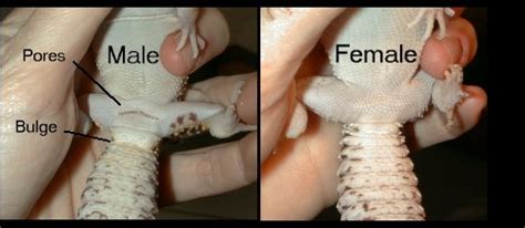 Kupas bawang putih dan haluskan bersama cabe. How To Tell The Gender Of A Leopard Gecko | LeopardGeckoLand.com