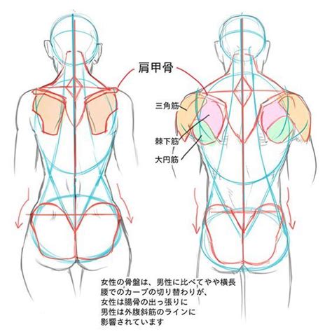 In this section, learn more about the muscles of the. male female back muscles, figure drawing | 解剖例, 人物画チュートリアル ...