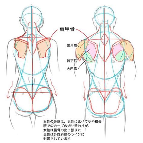 Okay so let me first say that i am terrible at. male female back muscles, figure drawing | 解剖例, 人物画チュートリアル ...