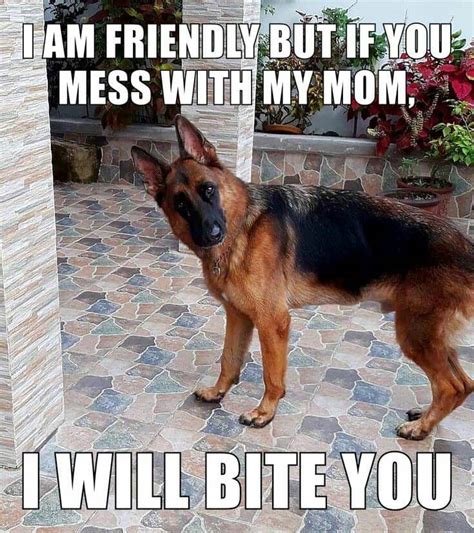 At memesmonkey.com find thousands of memes categorized into thousands of categories. 50+ Funniest German Shepherd Memes | #MemeGodCertified ...