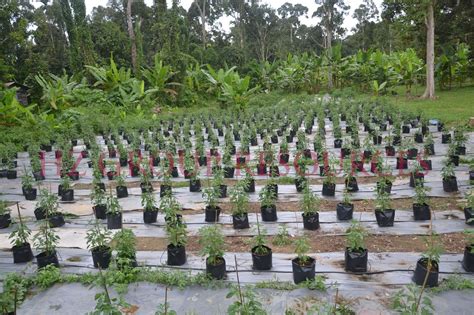 Setakat ini cili padi semerah 704 berjaya mengeluarkan buah untuk kegunaan sendiri. HZGROUPRESOURCES: TANAMAN CILI PADI BARA SECARA FERTIGASI