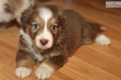 They are gentle with children and also get on well with cats. Border Collie Australian Shepherd Mix Puppies For Sale In Ohio