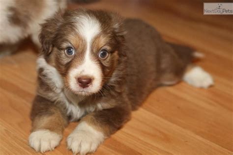 They are gentle with children and also get on well with cats. Border Collie Australian Shepherd Mix Puppies For Sale In Ohio