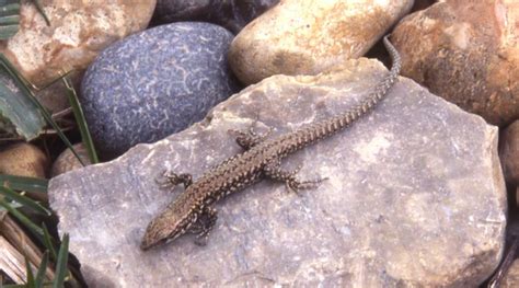 Found throughout northern ireland in suitable habitat; Image - 800px-Viviparous Lizard.jpg | Animal Wiki | FANDOM ...