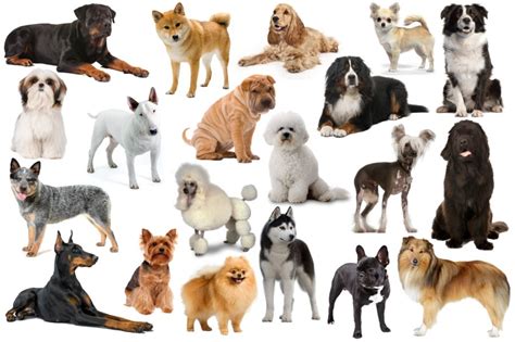 Community contributor can you beat your friends at this quiz? What Dog Breed Is Right For Me Quiz Australia - DogWalls