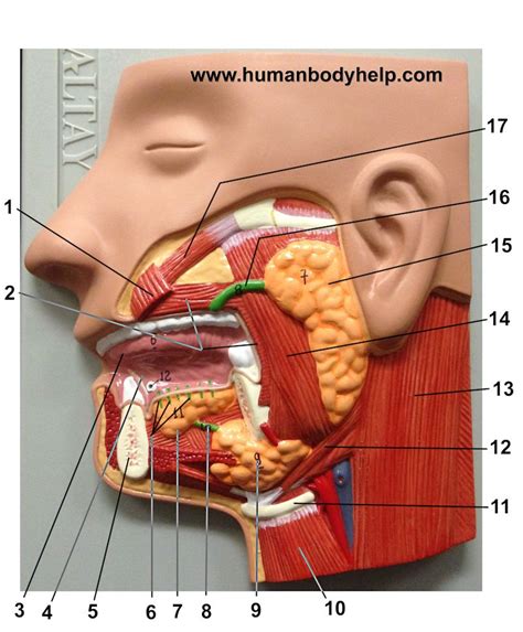 Anatomy model manufacturers suppliers anatomi torso model suppliers anatomy human torso male anatomy torso model pvc human. Salivary Glands - Human Body Help