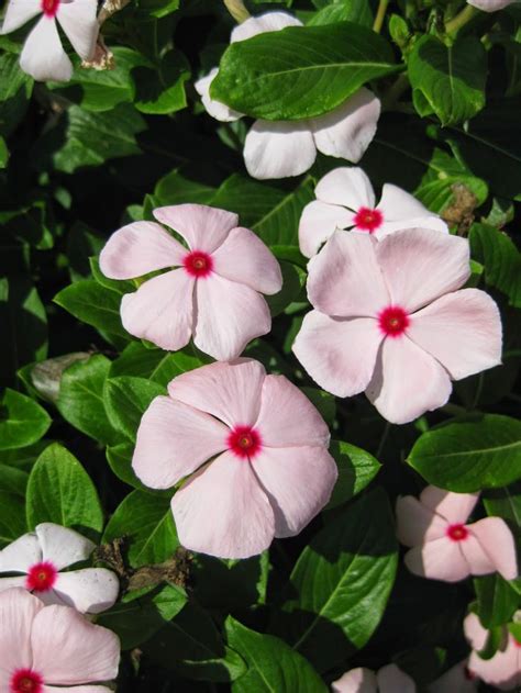 Firewitch dianthus is a great plant to add color to your landscape. Annual Vinca (Catharanthus roseus | Pink perennials ...