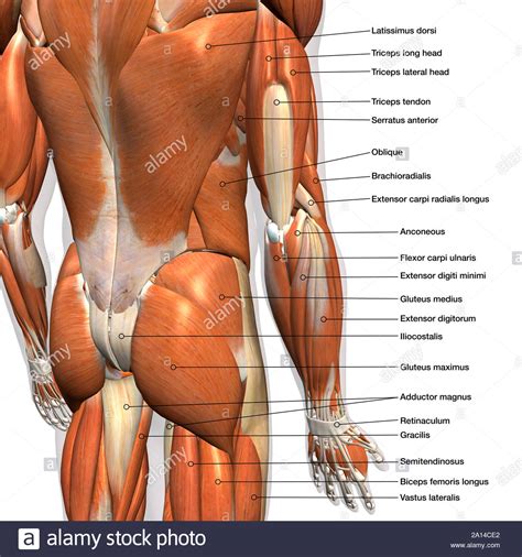 The superficial back muscles are the muscles found just under the skin. Labeled anatomy chart of male lower back muscles, on white ...