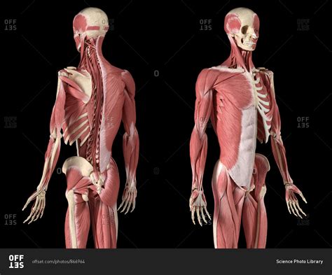 Repeat, switching legs on each jump. Human male anatomy, 3/4 figure muscular and skeletal ...