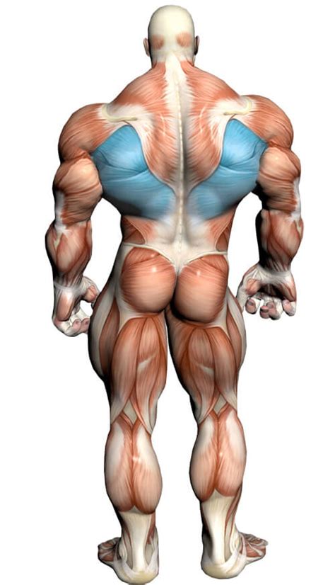 Muscles diagram front and back below you'll find several different muscles diagrams. Lat Pull Down: Video Exercise Guide & Tips