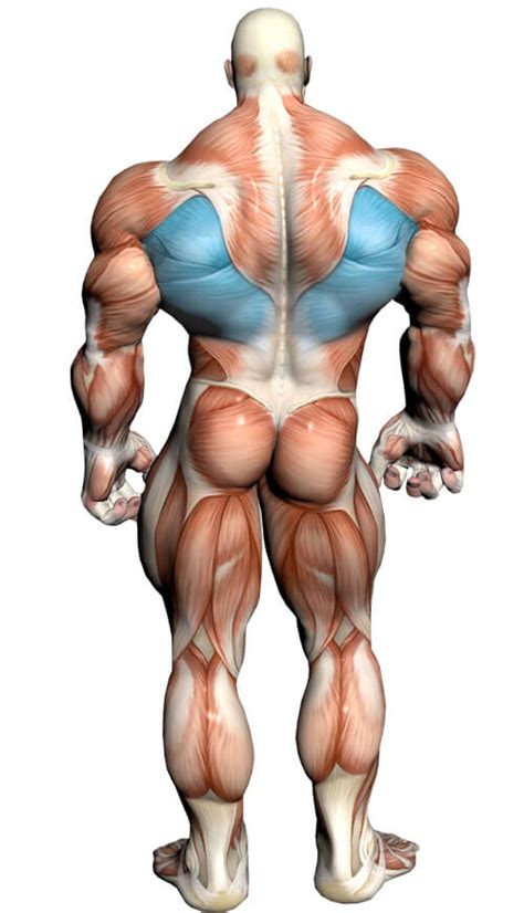 This is a table of skeletal muscles of the human anatomy. Lat Pull Down: Video Exercise Guide & Tips