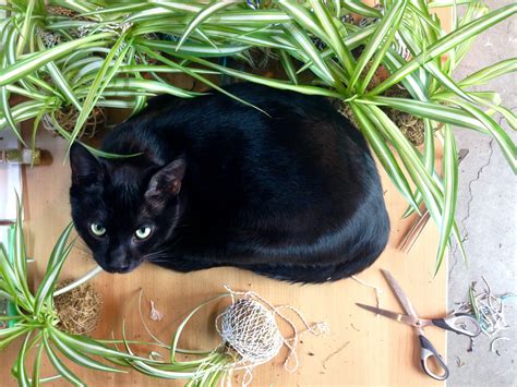 If you feed the cats away from your porch and give them a bed there, that will encourage. Keep your cat away from your plants using hanging kokedama ...