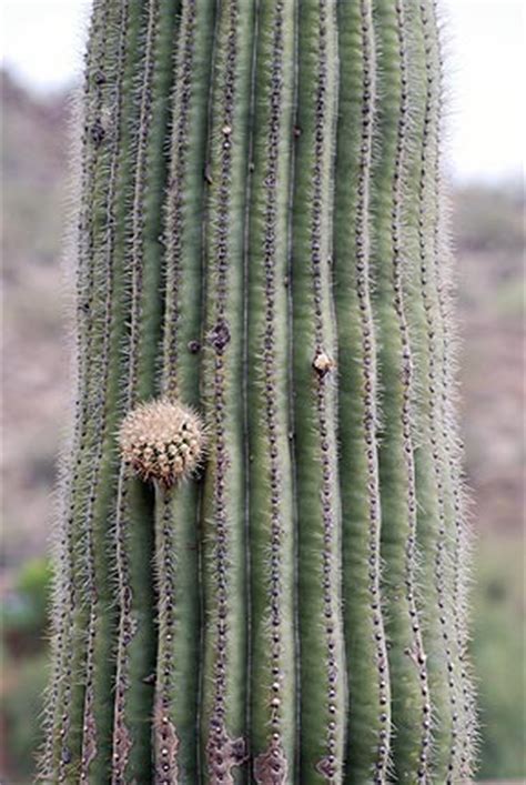 It helps protect the cactus from the heat. My Cactus is Growing an Arm | An Eclectic Mind