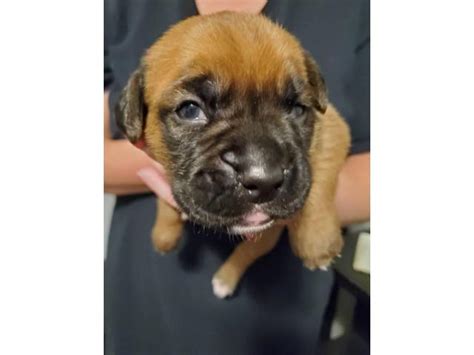 Puppies are well socialized, very playful and loving. Litter of female boxer puppies in Kansas City, Kansas - Puppies for Sale Near Me