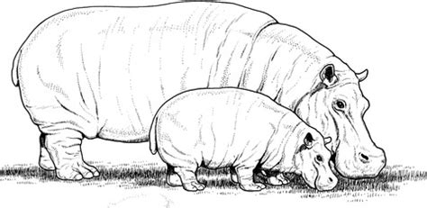 Maybe you would like to learn more about one of these? Baby Hippo with Mother coloring page | SuperColoring.com