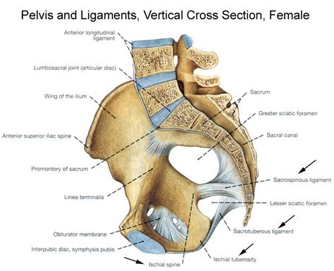 Pelvic girdle and floor female pelvis and reproductive organs male pelvis and reproductive organs the integrity, biomechanical properties and anatomical features of the female pelvis are important the bony pelvis also provides anchoring points for the smaller muscles and ligaments of the pelvic. Bony Pelvis Anatomy | Bone and Spine