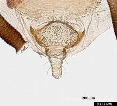 Jeden tag werden tausende neue, hochwertige bilder hinzugefügt. banana aphid, Pentalonia nigronervosa (Hemiptera ...
