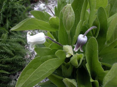 Maybe you would like to learn more about one of these? Clematis fremontii (Ranunculaceae) image 810 at ...