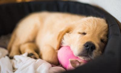 Hund alleine lassen i mit diesem trick lernt dein hund das alleinebleiben i einfach und effektiv. Welpen alleine lassen: Ab wann und wie trainieren? 7 ...