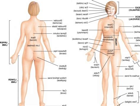Understanding female body language can help men understand women better. Woman Organ Diagram