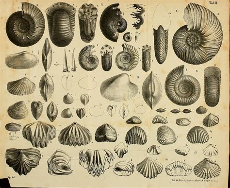 Ammonite full movie free download, streaming. Ammonite Streaming : Ammonite 2020 Where To Watch It Streaming Online Reelgood - Ammonite ...