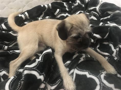 Our pug puppies for sale are sure to bring joy, cheer, and laughter into your home! Pug Puppies For Sale | East Irvington Road, AZ #329328