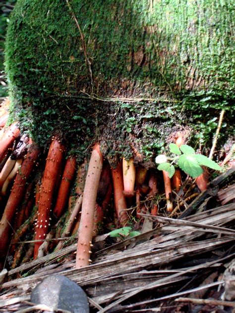 I request the puerto rican chicken from my friend when i to visit him in california. Puerto Rico rain forest tree roots | Puerto rico ...