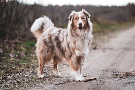 At what age are puppies the most difficult? At What Age Do Australian Shepherds Calm Down? | Aussie ...