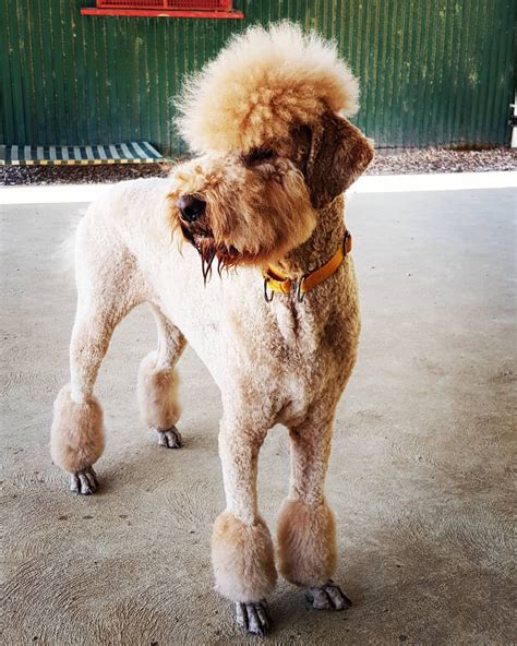 From keenforketo.com a mixture of two or more breeds (or, various other combinations of the poodle, the labrador retriever and the golden retriever), the double doodle is a cross between two more cross doodles. Poodle Doodle Keto : Low Carb Poodle Doodles (THM-S, Sugar ...