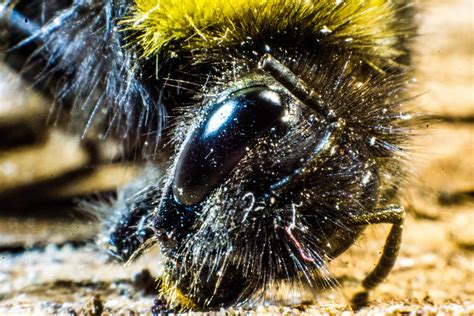 In unserer wohnung flogen die mitgesandten motten herum. im auge der hummel 2 Foto & Bild | natur-makros, natur ...