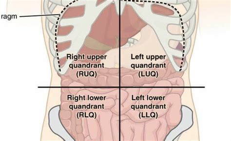 Anatomical terms allow health care professionals to accurately communicate to others which part of the body may be affected by disorder. Anatomy Quadrants And Organs : It could be due to the ...