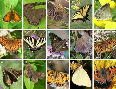 Although we garden in the south, the list below of butterfly garden plants is for the entire us and includes butterfly flowers that can be grown in the northeast, midwest, southwest and pacific northwest. The Comprehensive List of Butterfly Garden Flowers ...