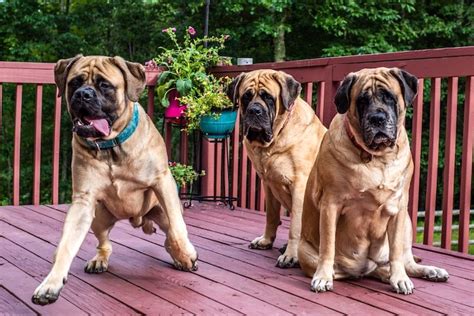 All calculations are saved on the tape. Mastiff Breaks Breed Stereotypes at First-Ever Fast CAT ...