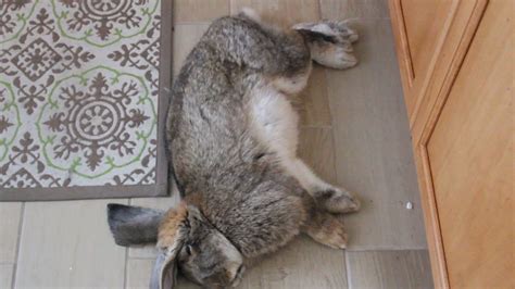 If your rabbit has been affected it may struggle to stand. French Lop Patton twitching in his sleep! - YouTube