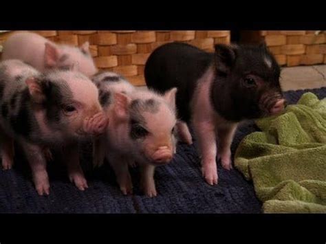 I wrote an article about how. VIDEO :: Perfectly Precious Potbelly Pigs | Too Cute! # ...