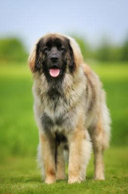 Maybe you would like to learn more about one of these? owalo design: Hunderasse Leonberger Bilder