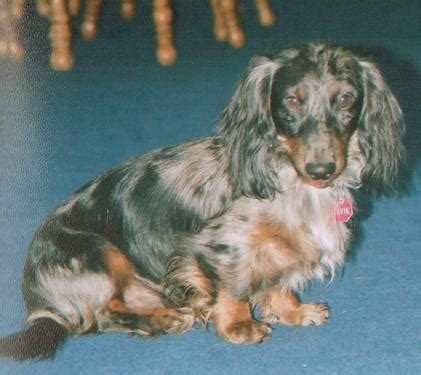 We want to share with you some of our photos and heartfelt stories that our family has shared with other families through our dachshund family. AKC Miniature Dachshund Puppies for Sale in Stevensville, Montana Classified | AmericanListed.com