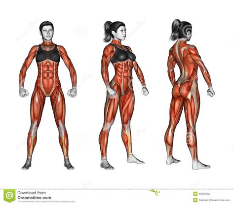 There is no exact count largely because expert opinions are conflicted but, as far as total muscle mass: Fitness Exercising. Projection Of The Human Body. Female ...