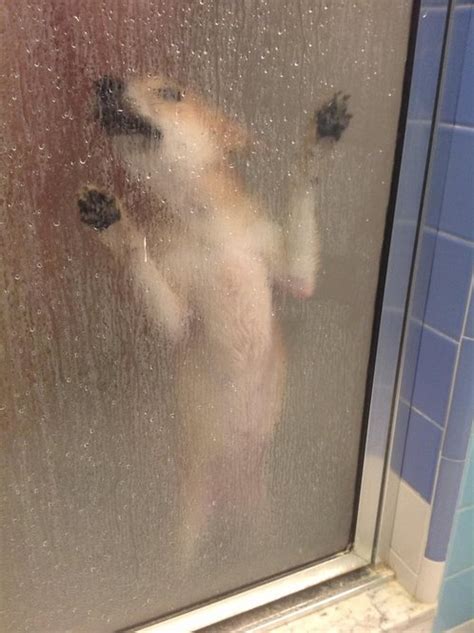 Jayden jaymes gets interrupted while cooking. Dog Regrets Sneaking into the Shower. Now He's Soaked!