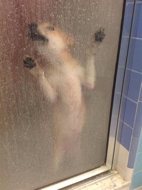 If video player is not working, click here to play video on the source site. Dog Regrets Sneaking into the Shower. Now He's Soaked!