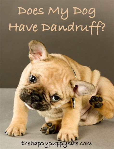 Include your email address to get a message when this question is answered. How To Get Rid of Dog Dandruff - A Guide to Causes and ...