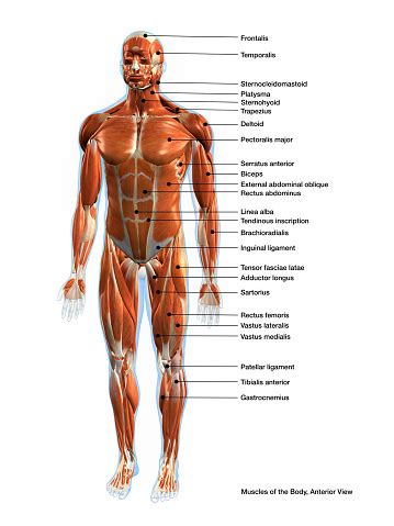 It permits movement of the body, maintains posture and circulates blood throughout the body. Labeled Muscles Of The Human Body Anterior View 3d ...