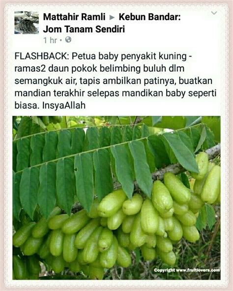 14 fakta penyakit kuning pada bayi baru lahir. Tips Penawar kuning untuk bayi (With images)