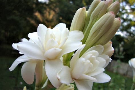 Maybe you would like to learn more about one of these? Savvy Housekeeping » Sweet-Smelling Flowers For The Garden